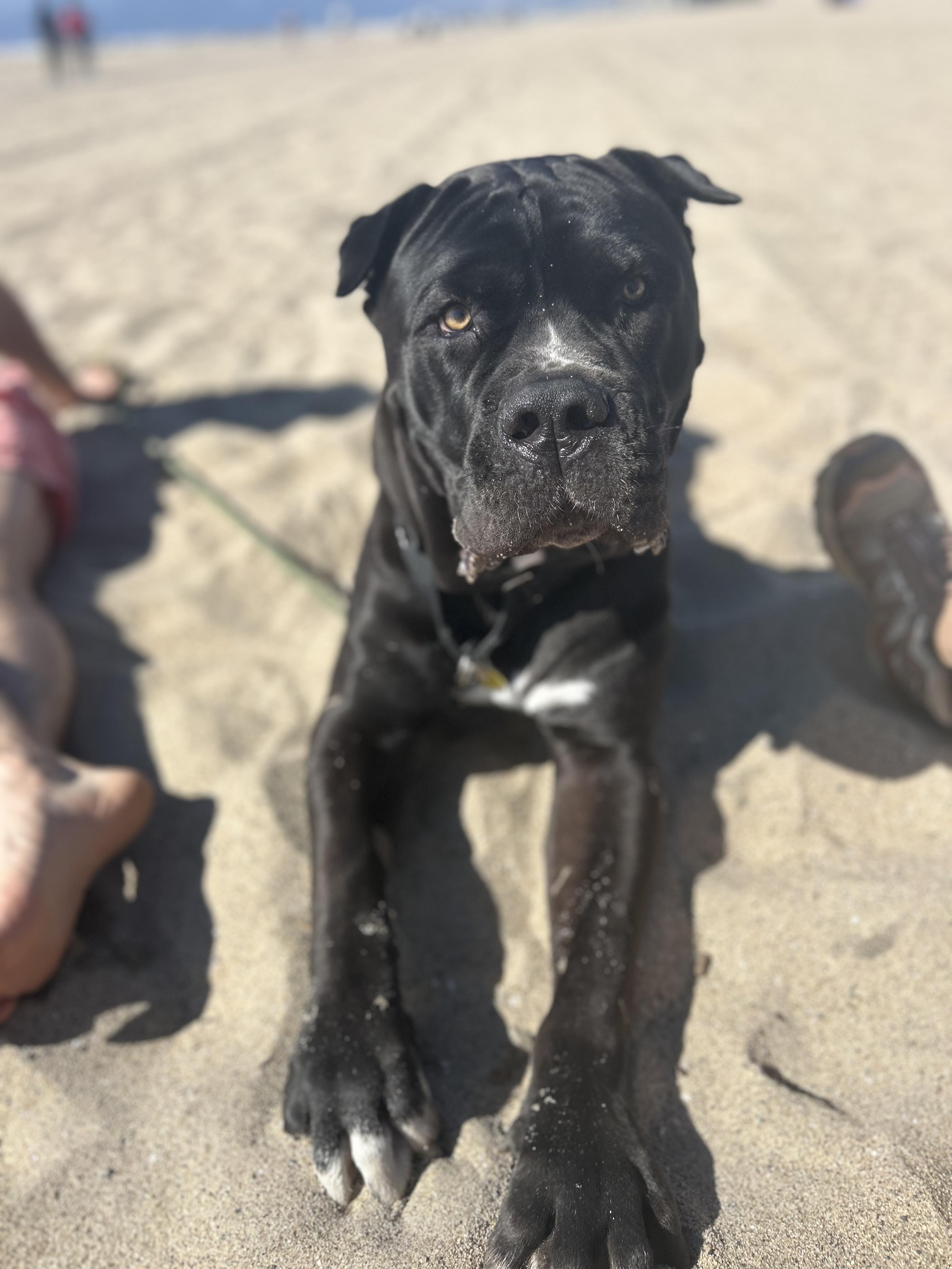 BABY the gentle giant Mastiff Dog