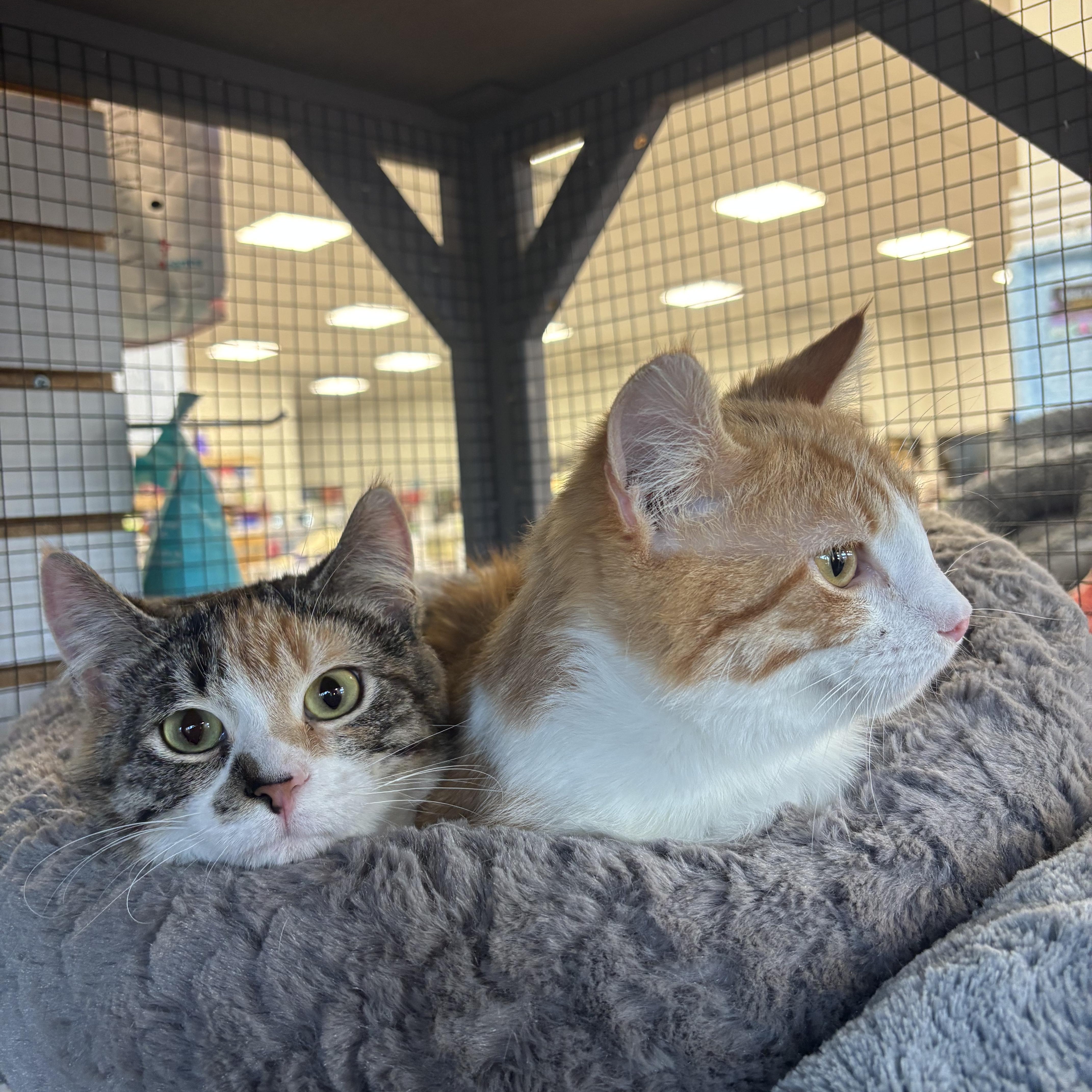 Sushi and Wasabi , a ADOPTABLE Domestic Short Hair in Pardeeville, WI image 3/6