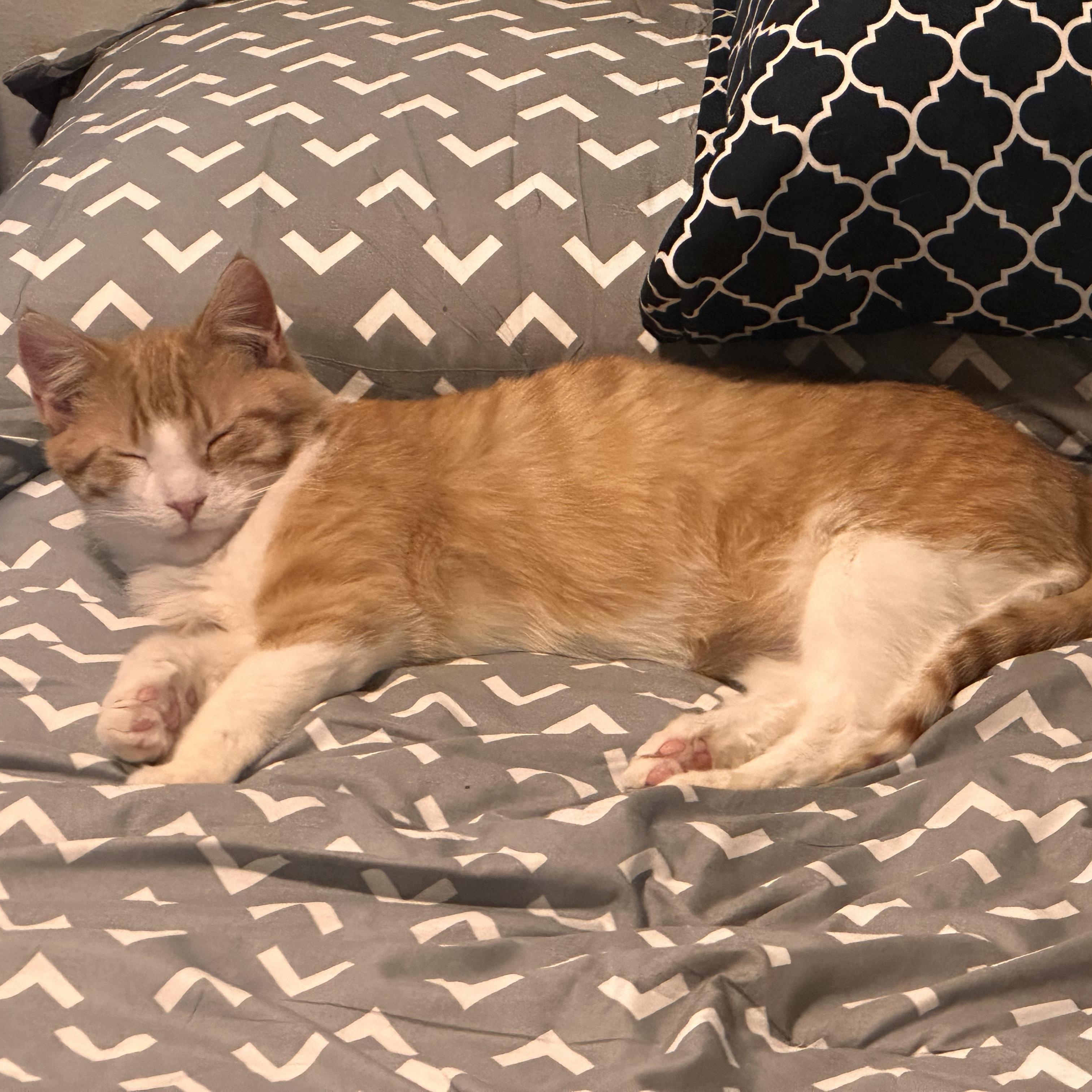 Sushi and Wasabi , a ADOPTABLE Domestic Short Hair in Pardeeville, WI image 5/6