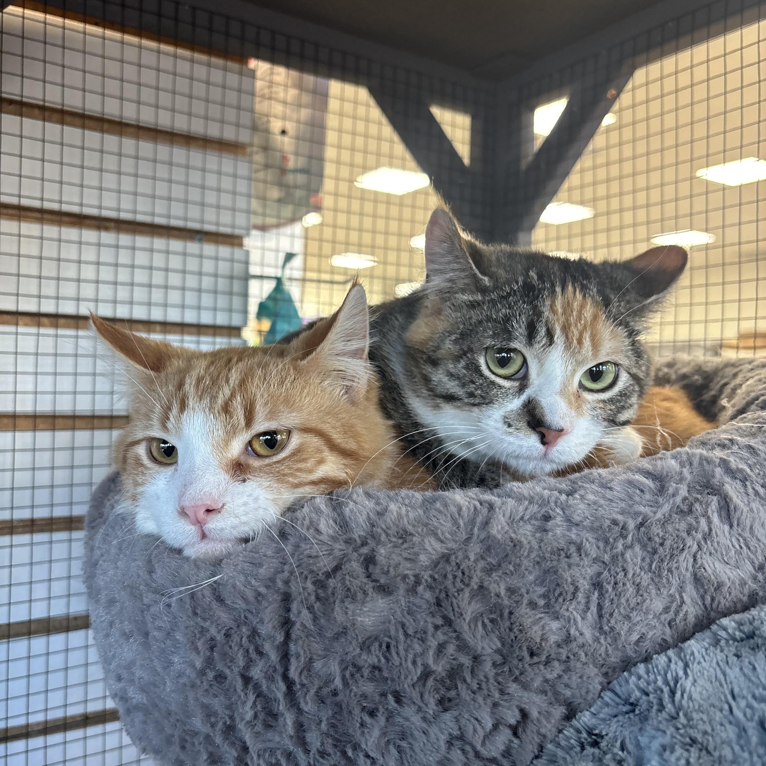 Sushi and Wasabi , a ADOPTABLE Domestic Short Hair in Pardeeville, WI image 2/6