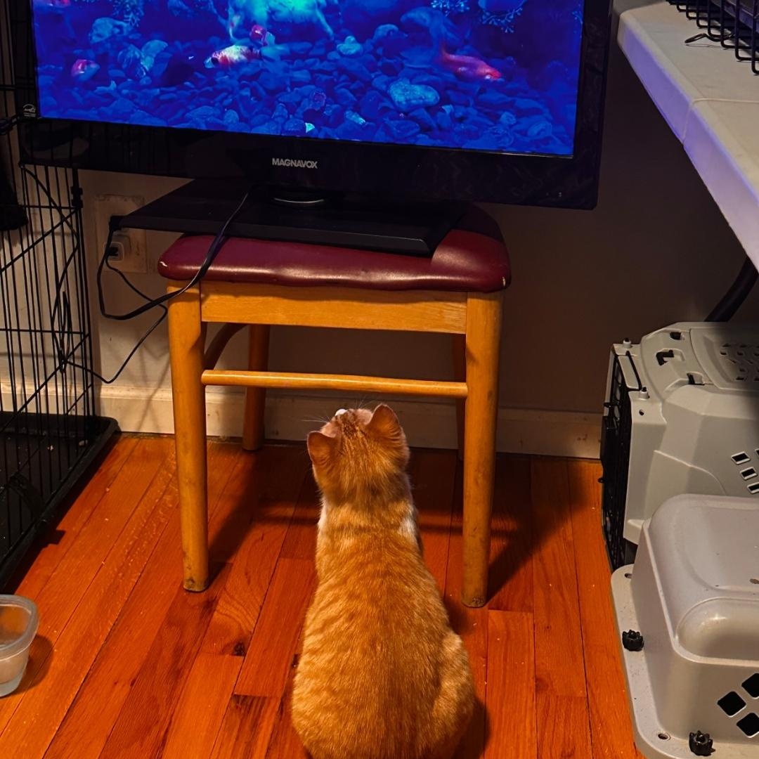 Sushi and Wasabi , a ADOPTABLE Domestic Short Hair in Pardeeville, WI image 4/6