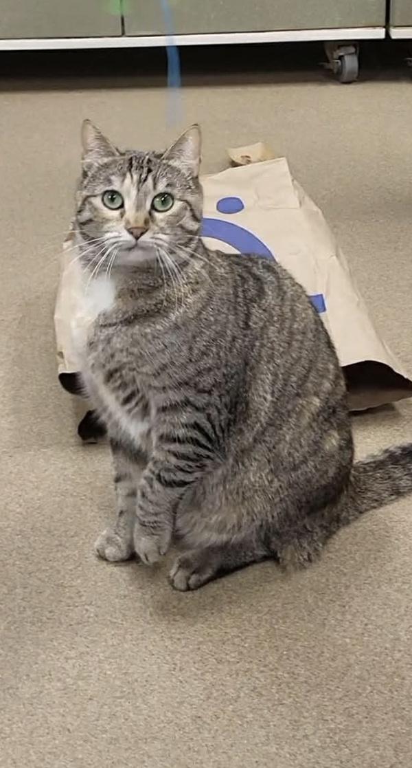 Enlarge Fontina, a Adoptable mixed breed in Columbus, OH image 1/1