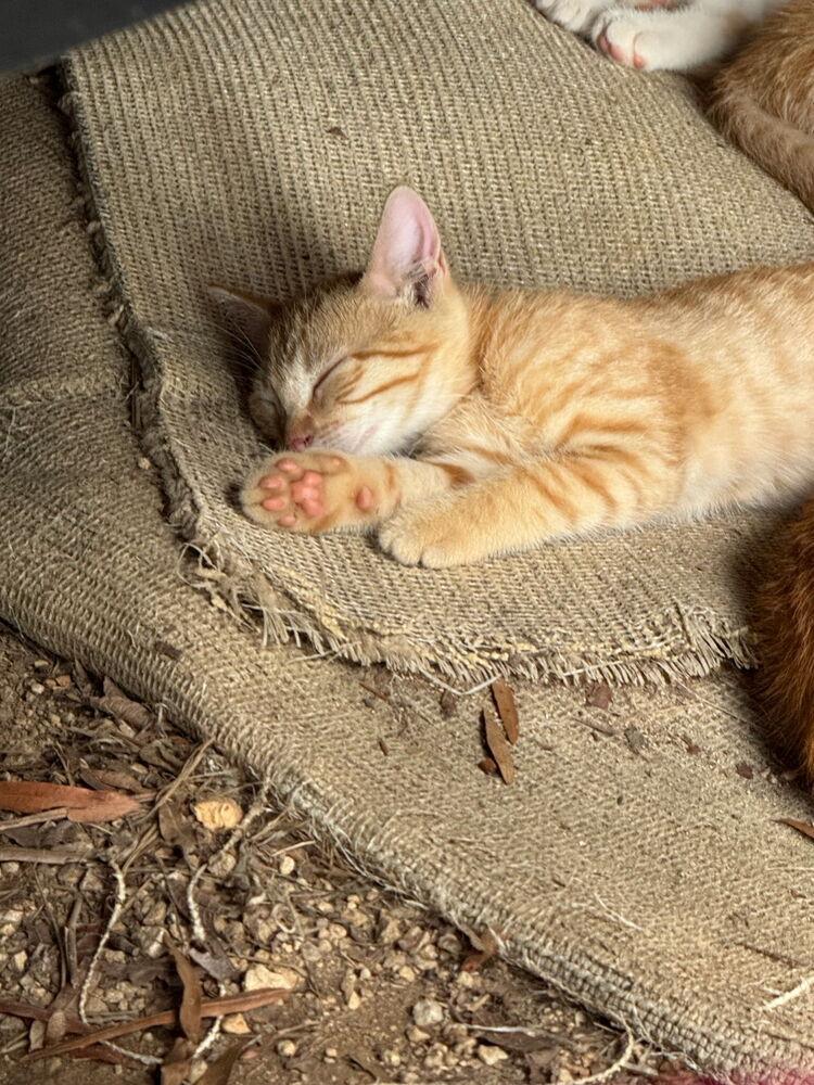 Red, Adopted, Kitten Female Domestic Short Hair & Tabby.