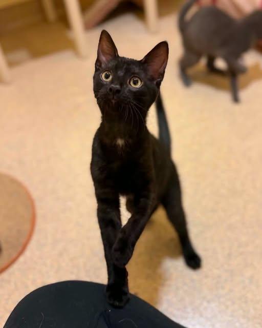 Rocky and Bullwinkle, ADOPTABLE, Young Male Domestic Short Hair.