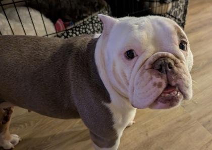 Enlarge MOANA, a ADOPTABLE English Bulldog in Bonney Lake, WA image 2/3