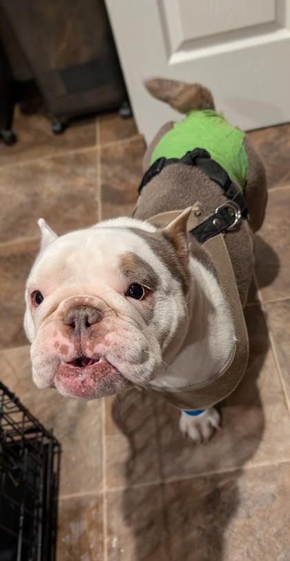 Enlarge MOANA, a ADOPTABLE English Bulldog in Bonney Lake, WA image 3/3