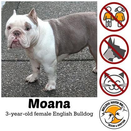 Enlarge MOANA, a ADOPTABLE English Bulldog in Bonney Lake, WA image 1/3