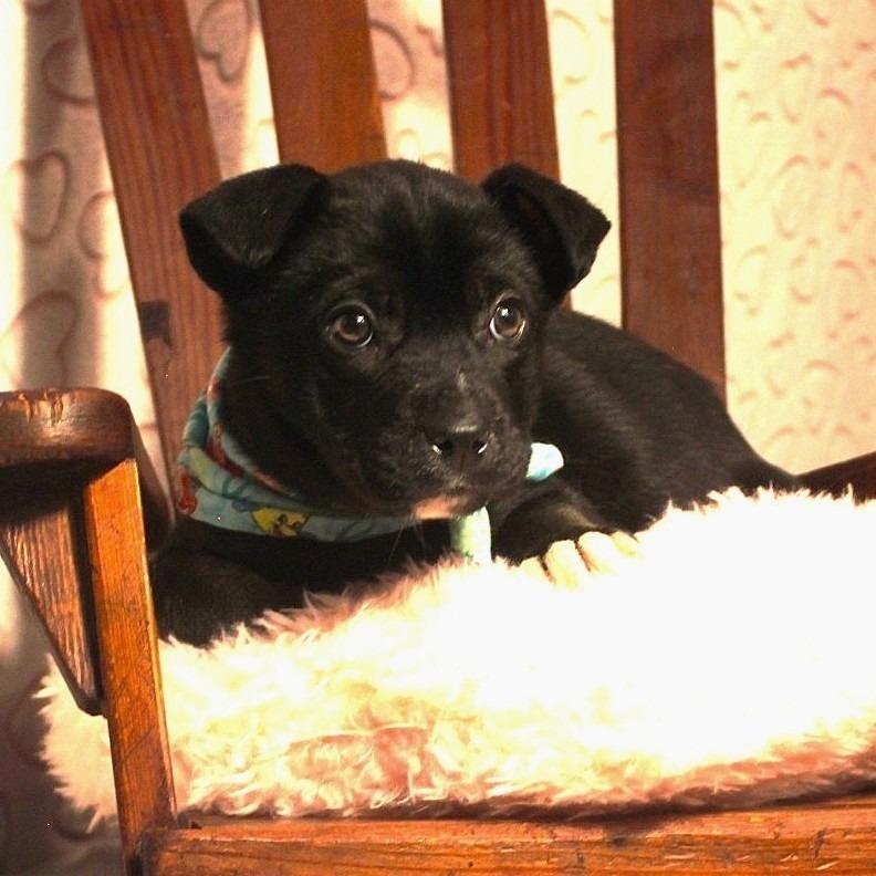 Sebastian, Adoptable, Puppy Male Husky & Labrador Retriever.