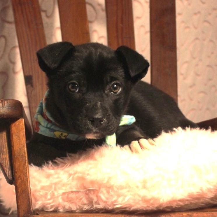 Sebastian, a Adoptable mixed breed in Cincinnati, OH image 2/4