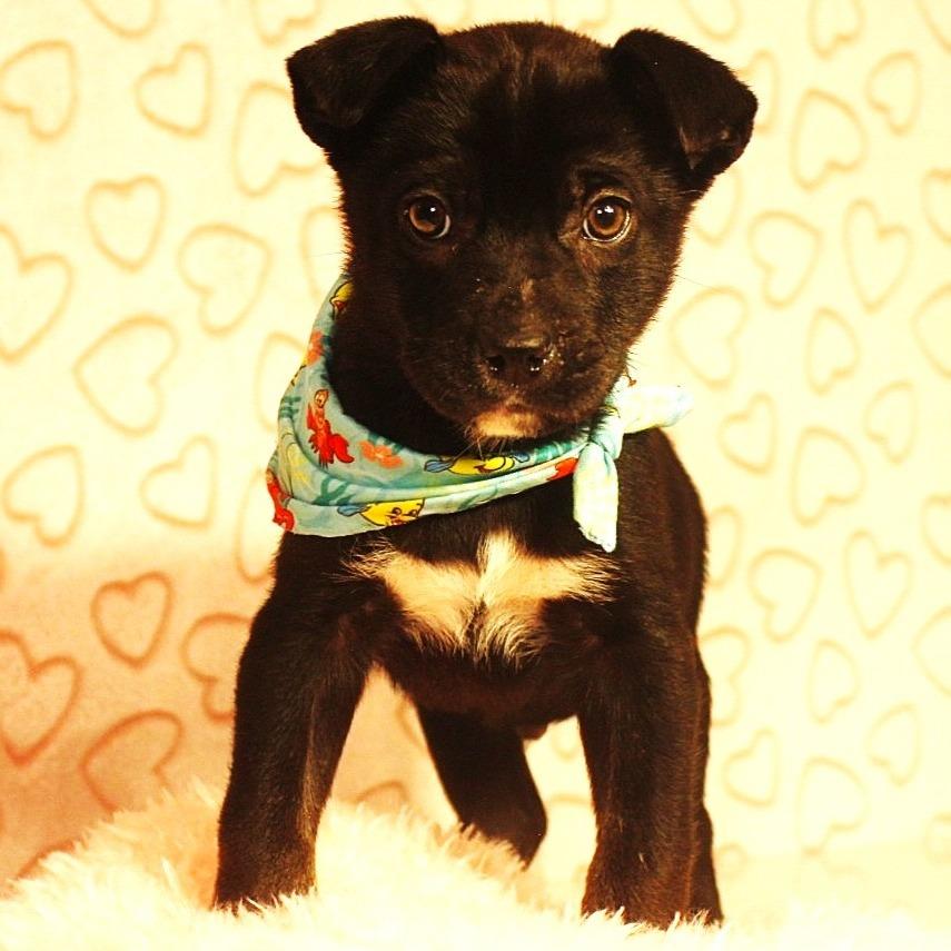 Sebastian, a Adoptable mixed breed in Cincinnati, OH image 3/4