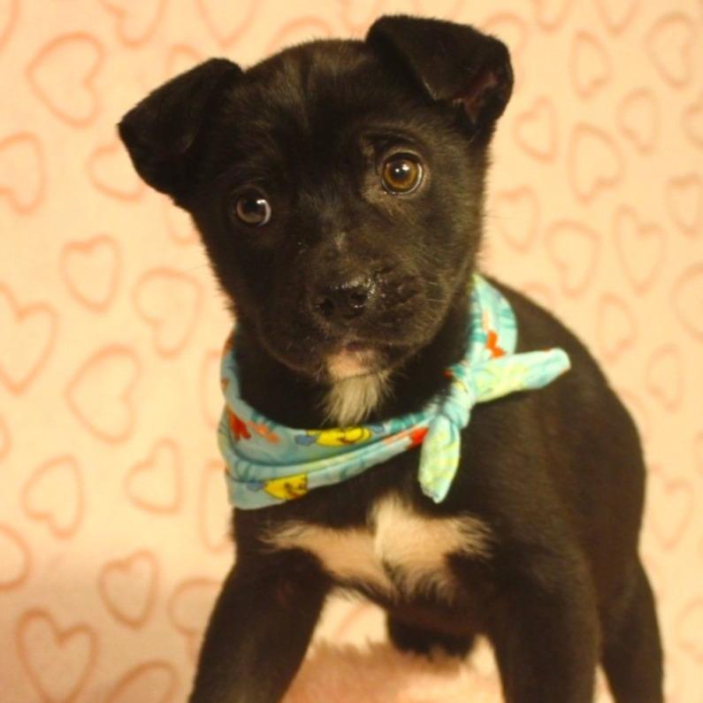 Sebastian, a Adoptable mixed breed in Cincinnati, OH image 4/4