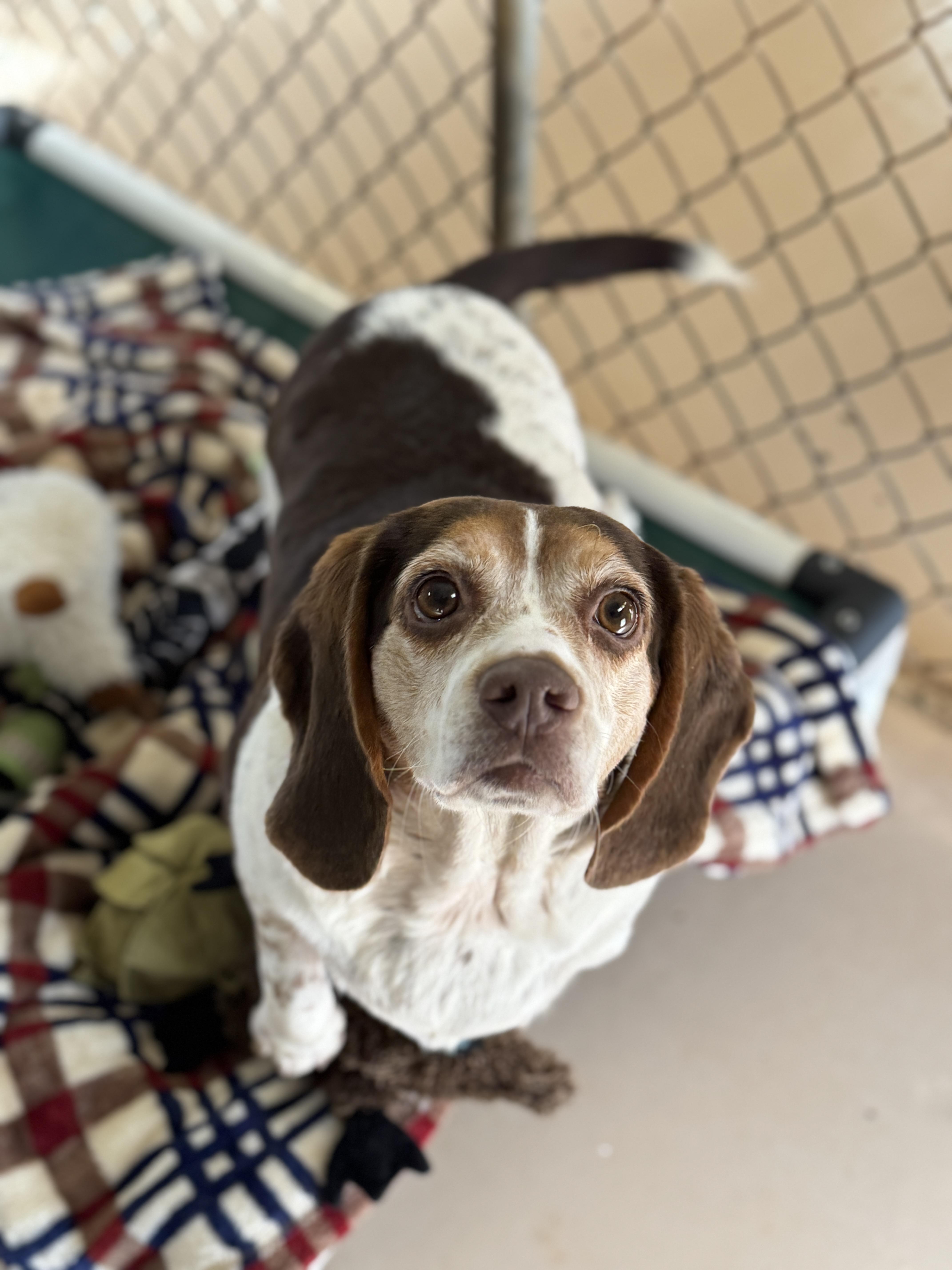 Enlarge Pattycake, an adoptable Beagle in Richmond, VA image 2/6