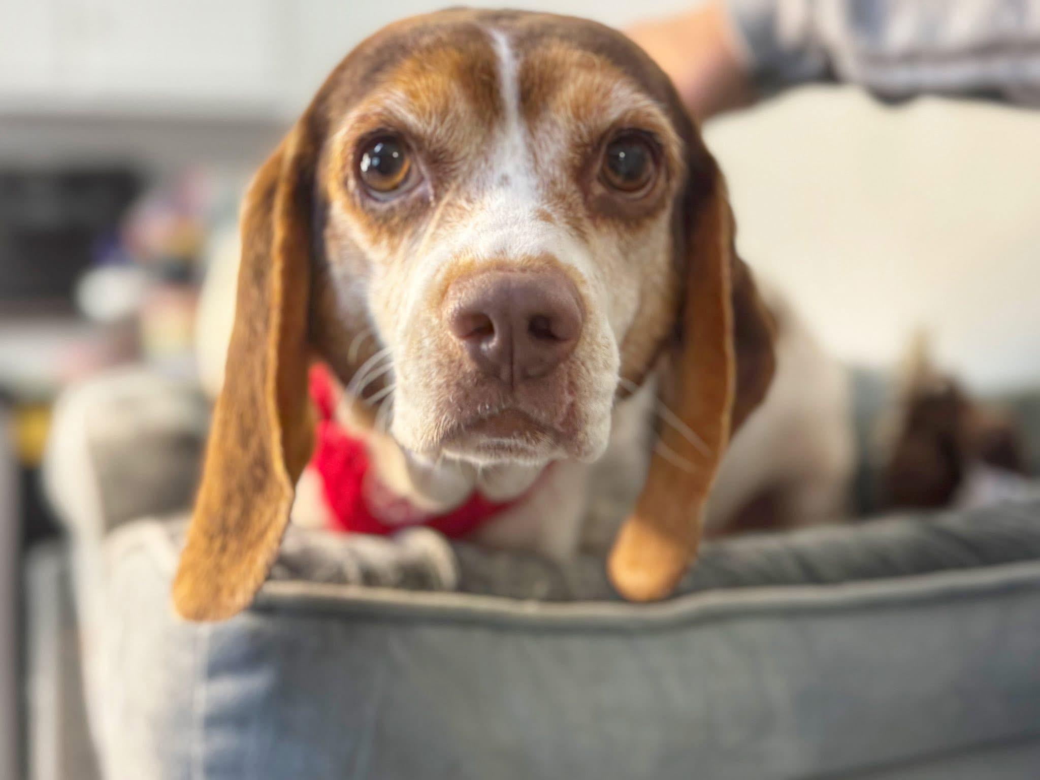 Pattycake, ADOPTABLE, Adult Female Beagle.