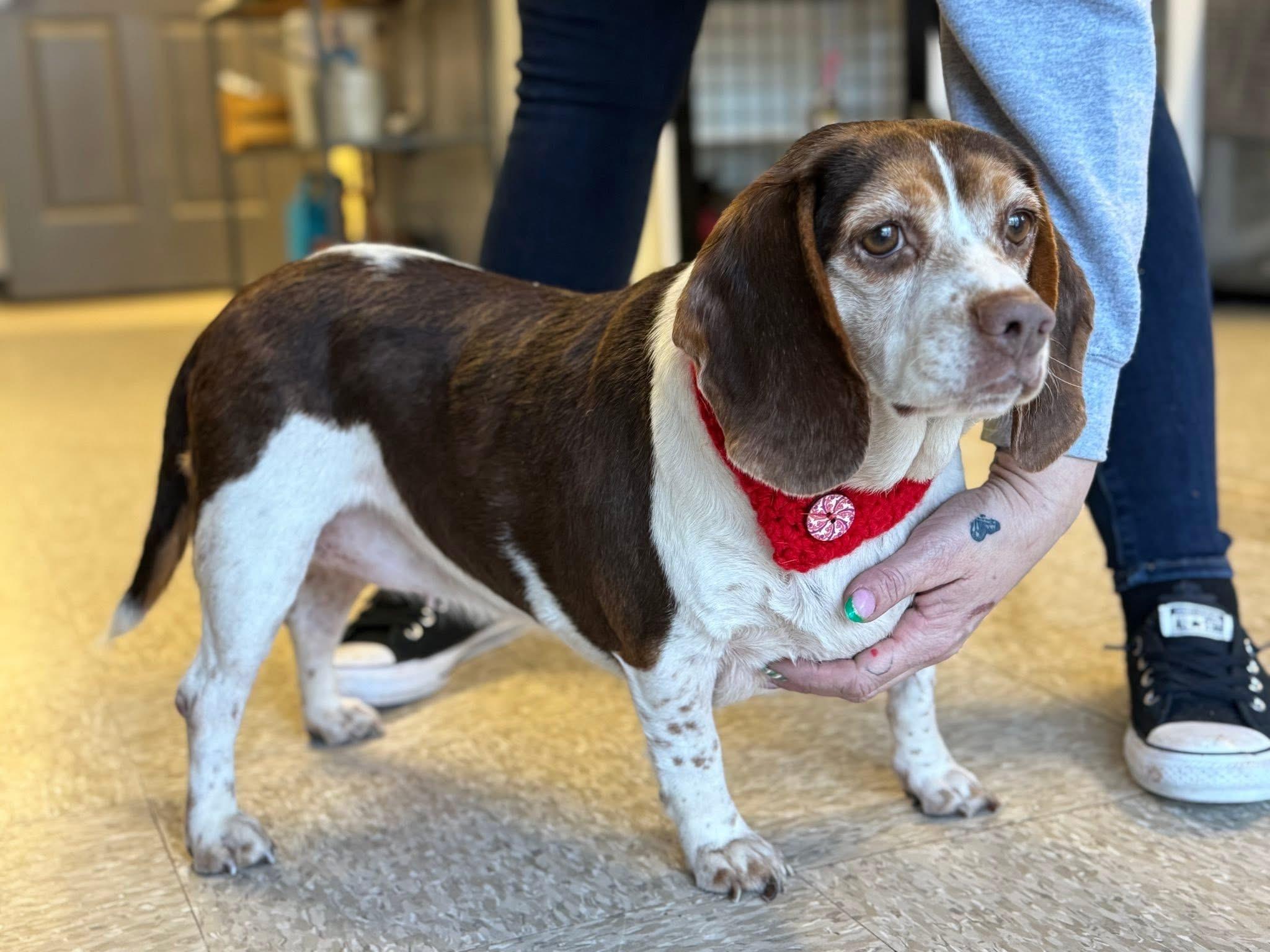 Pattycake, a ADOPTABLE Beagle image 2/4