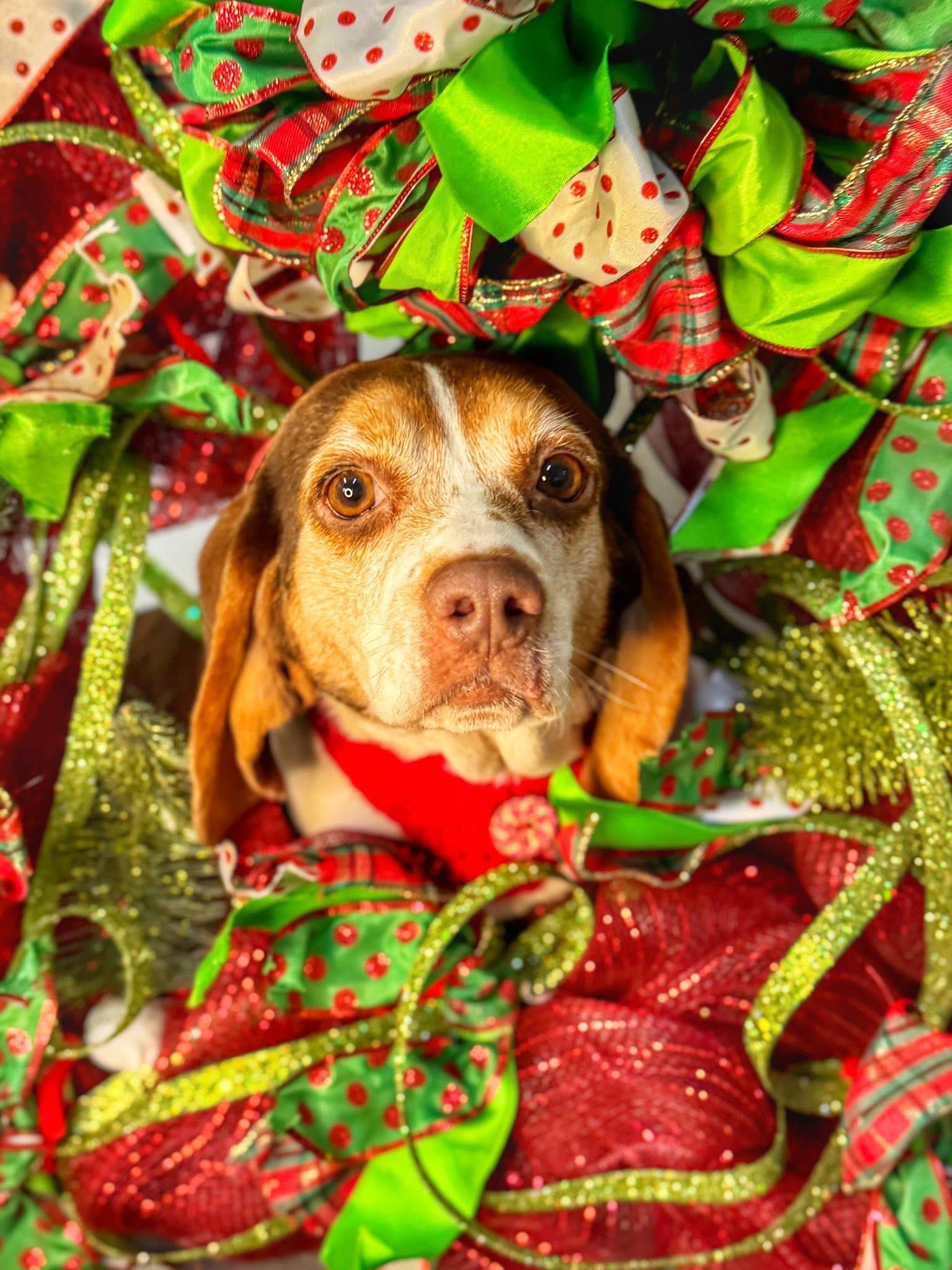 Pattycake, a ADOPTABLE Beagle image 3/4