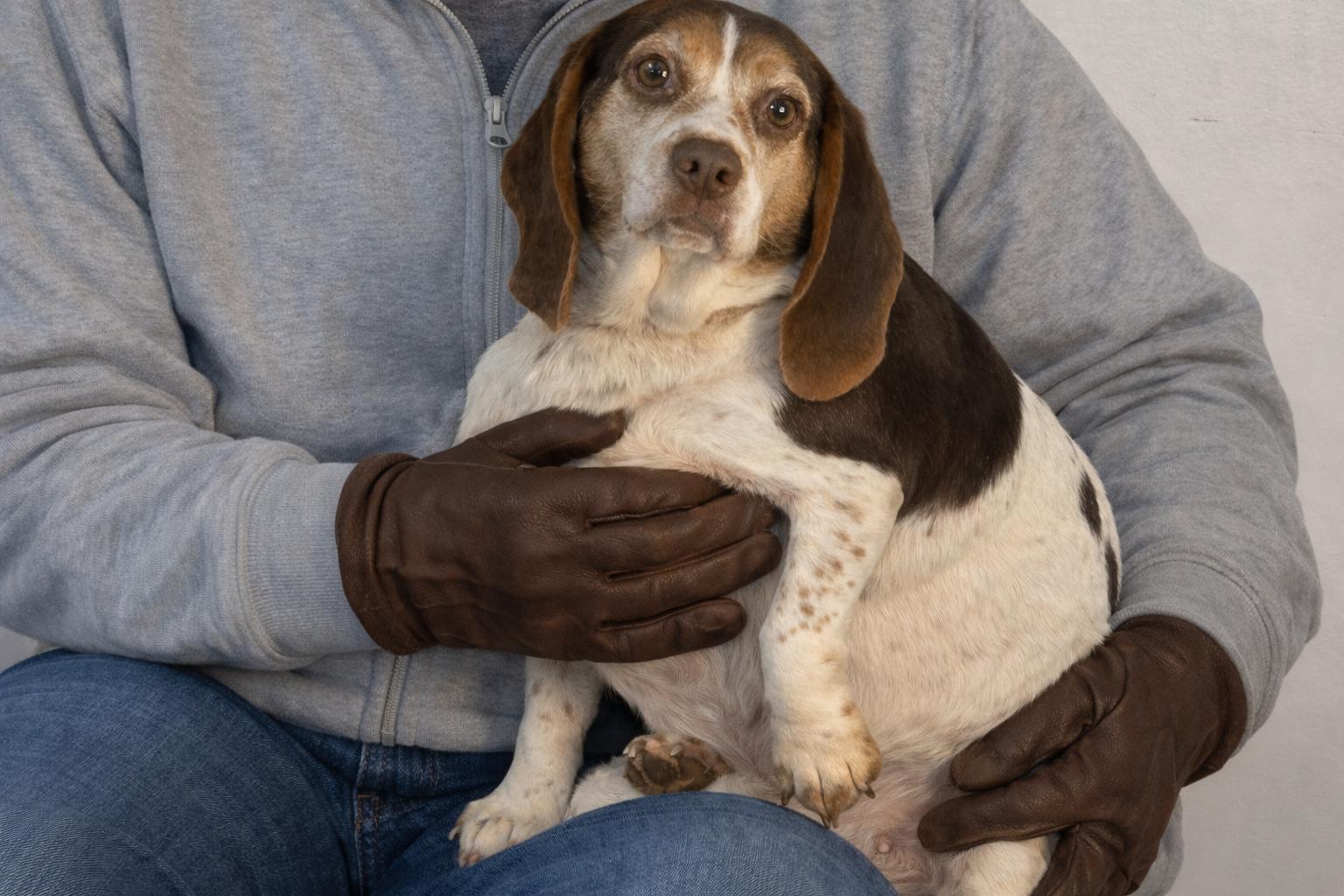Enlarge Pattycake, an adoptable Beagle in Richmond, VA image 3/6