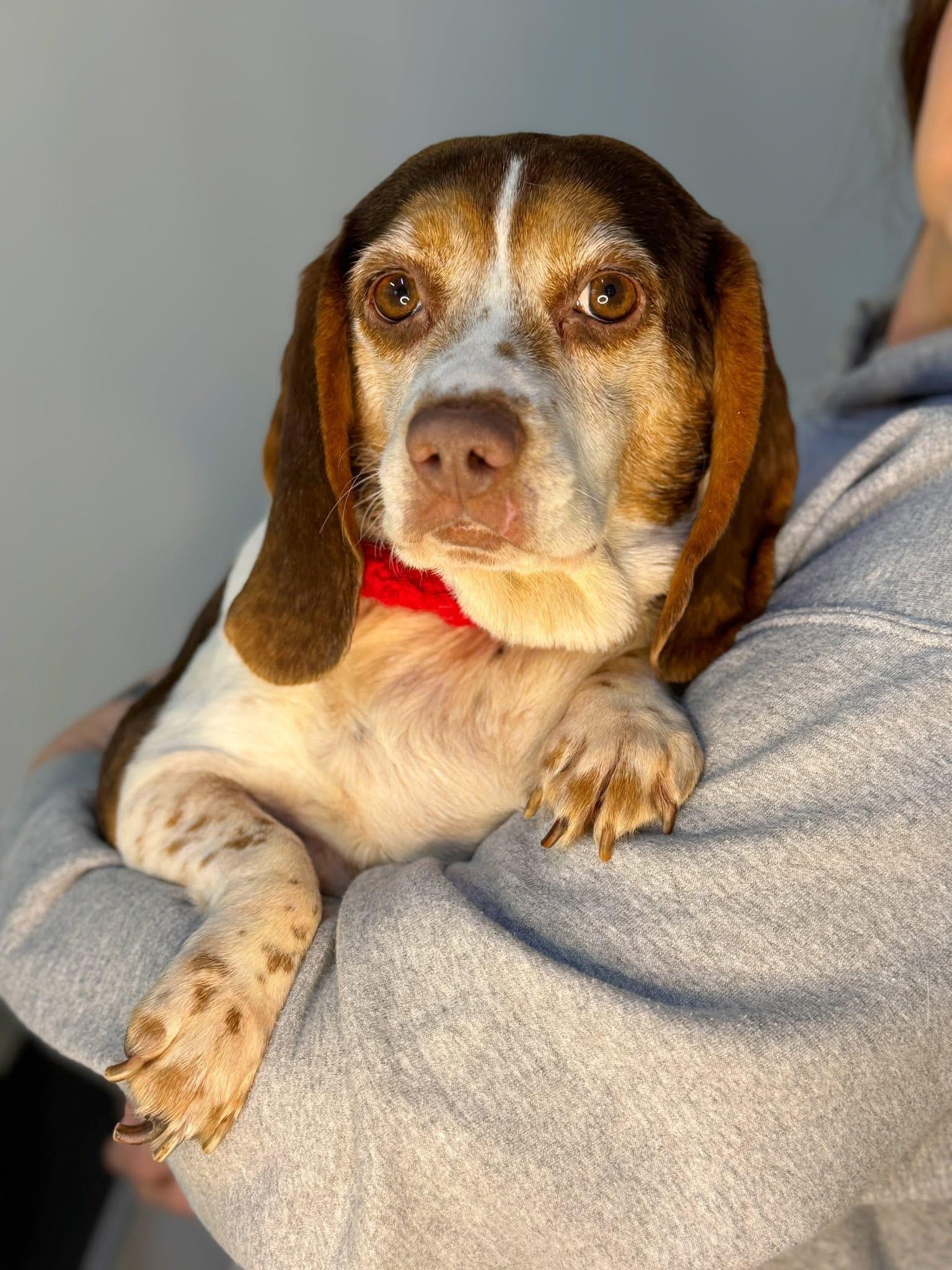Pattycake, adoptable, Adult Female Beagle.