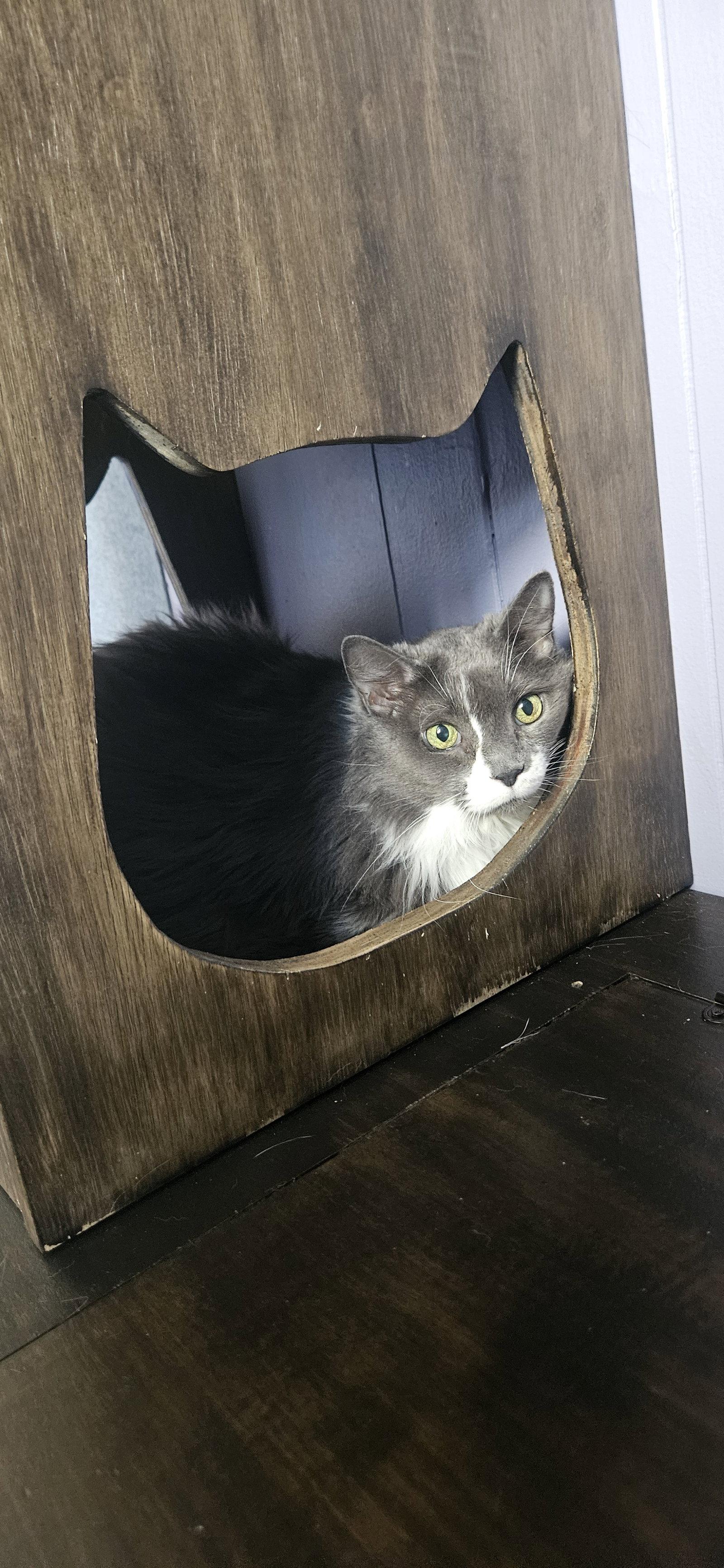 Suki, a Adoptable Domestic Long Hair in Stewartsville, NJ image 1/3