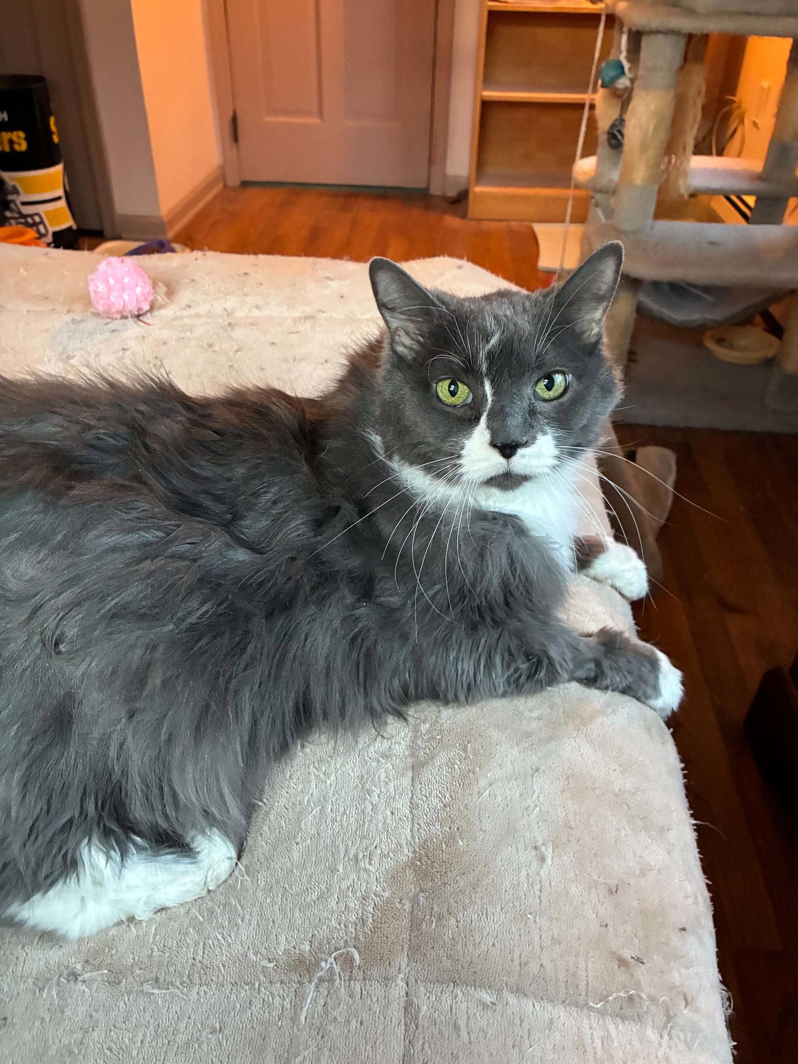 Suki, a Adoptable Domestic Long Hair in Stewartsville, NJ image 2/3