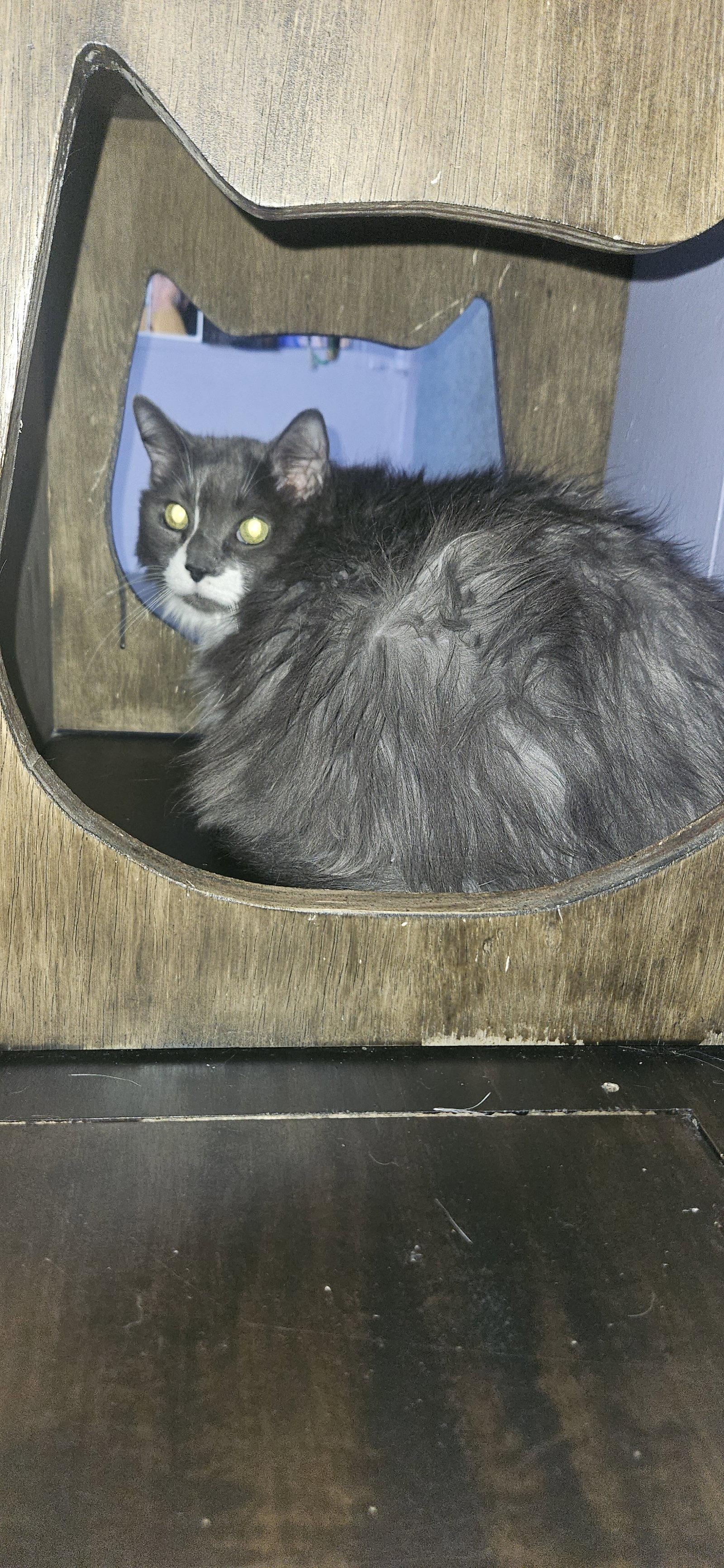 Suki, a Adoptable Domestic Long Hair in Stewartsville, NJ image 3/3