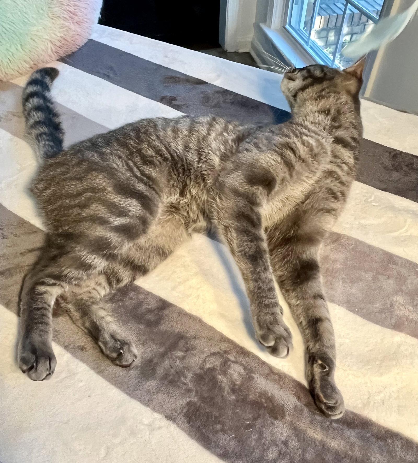 Churro, Adopted, Young Male Tabby & Siamese.
