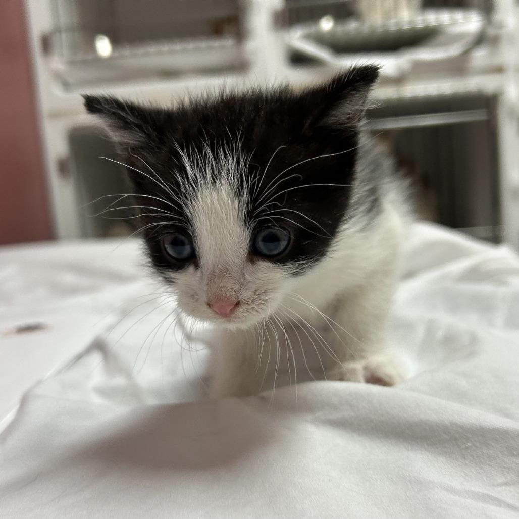 Kitty Buffett, a Adoptable Domestic Short Hair in Branson, MO image 2/4