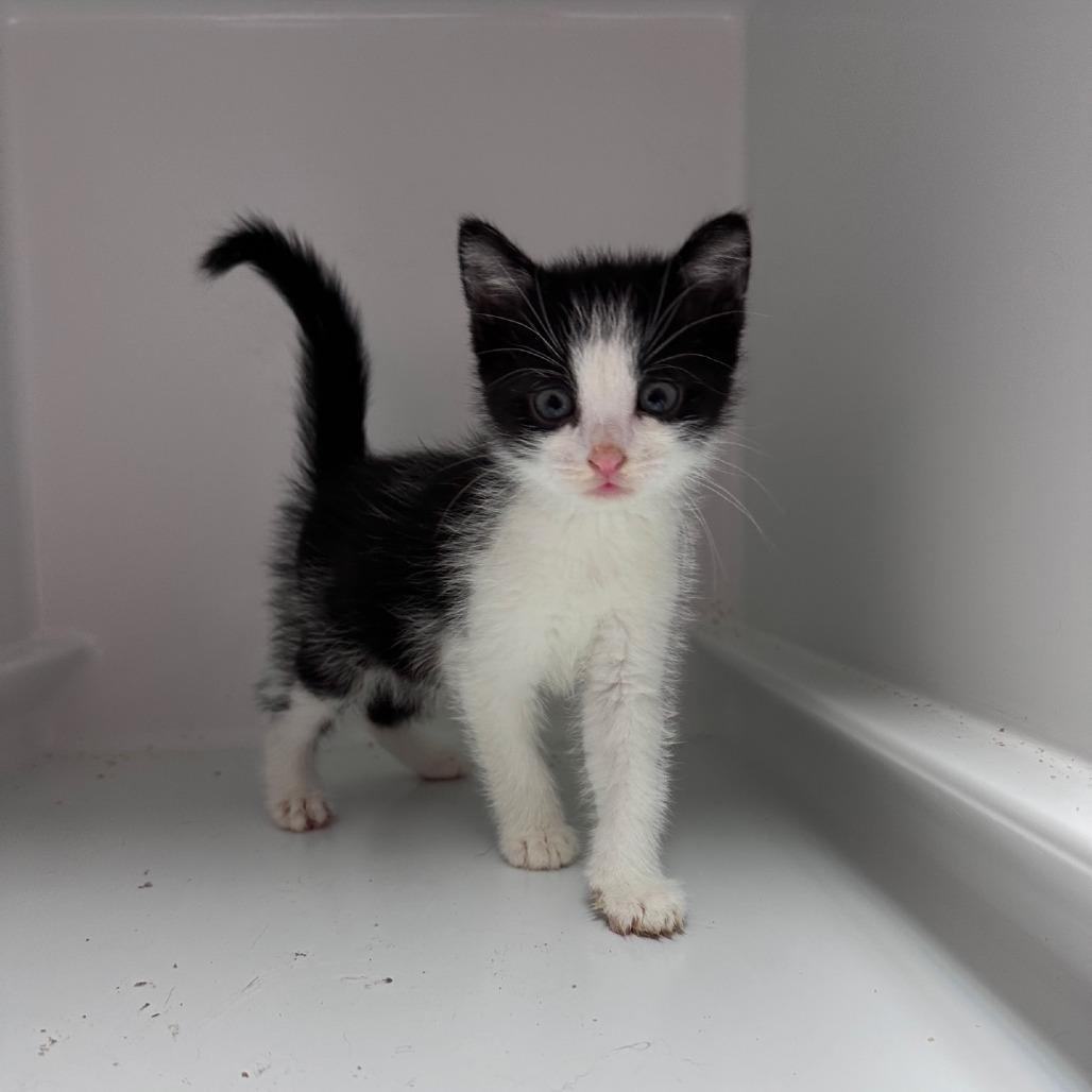 Kitty Buffett, a Adoptable Domestic Short Hair in Branson, MO image 3/6