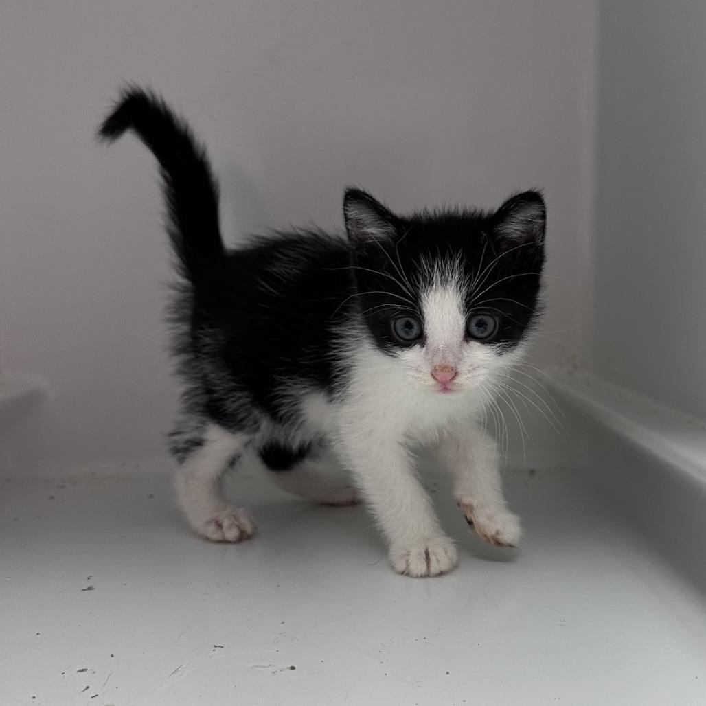 Kitty Buffett, a Adoptable Domestic Short Hair in Branson, MO image 4/6
