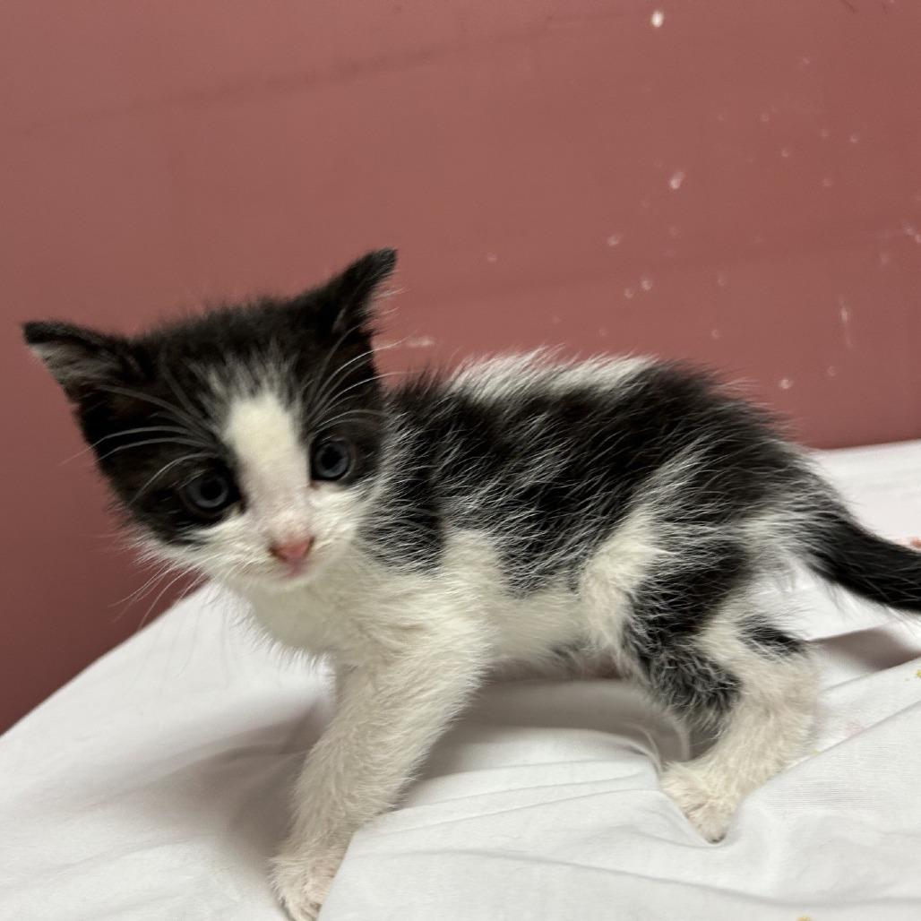 Kitty Buffett, a Adoptable Domestic Short Hair in Branson, MO image 4/4