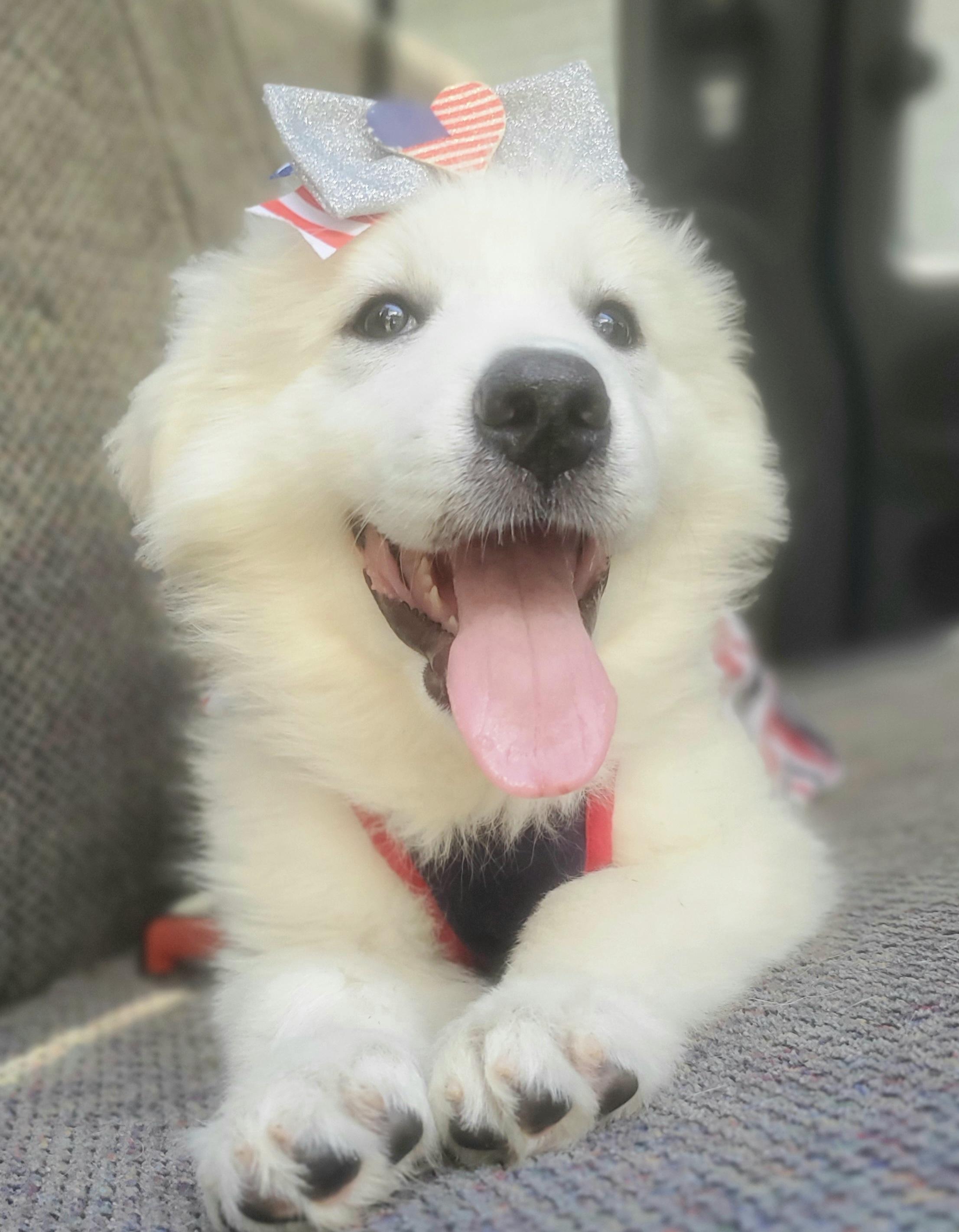 Enlarge Winter, a Adoptable mixed breed in Atlanta , GA image 5/6