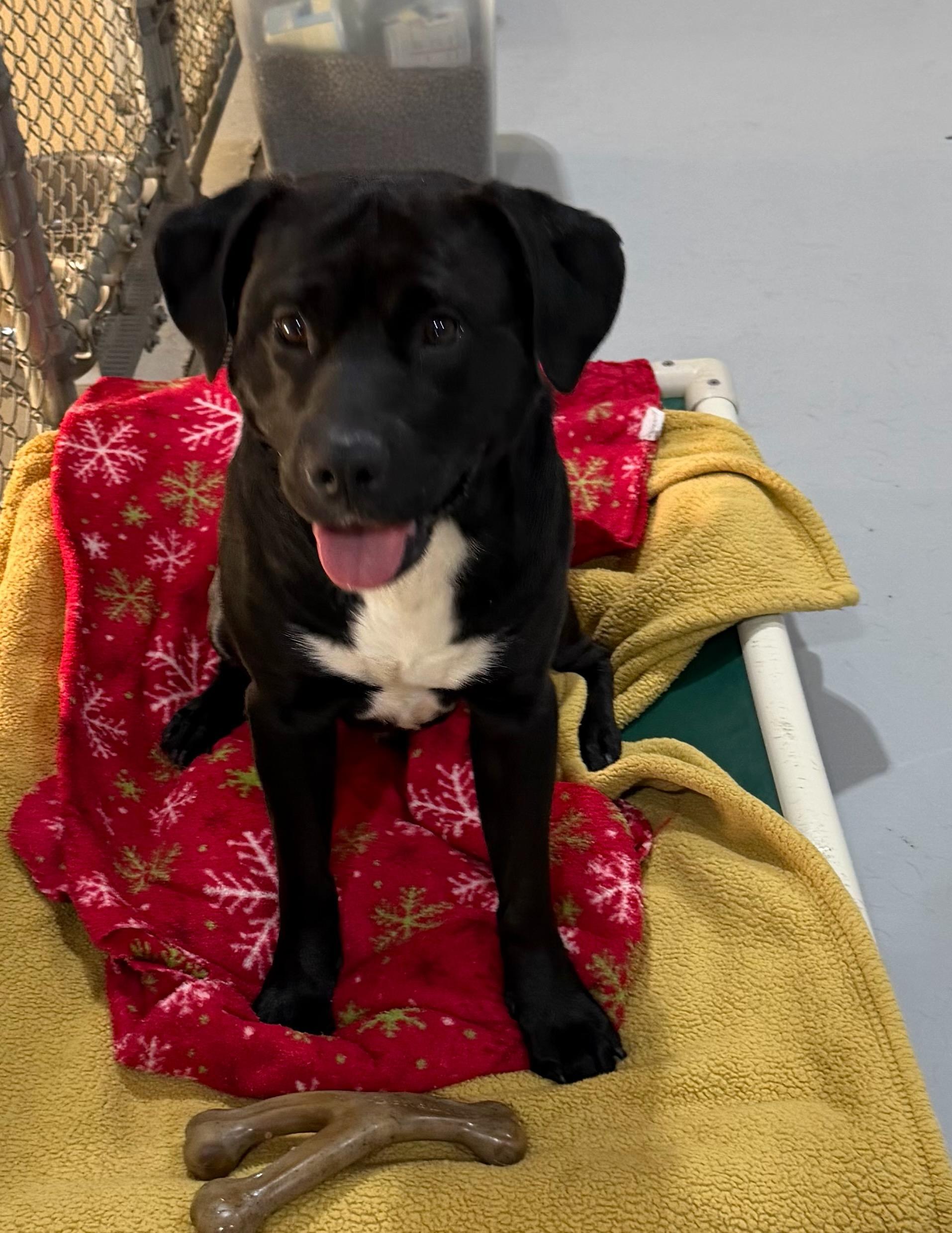 Piglet, a ADOPTABLE mixed breed in Batesville, IN image 3/5