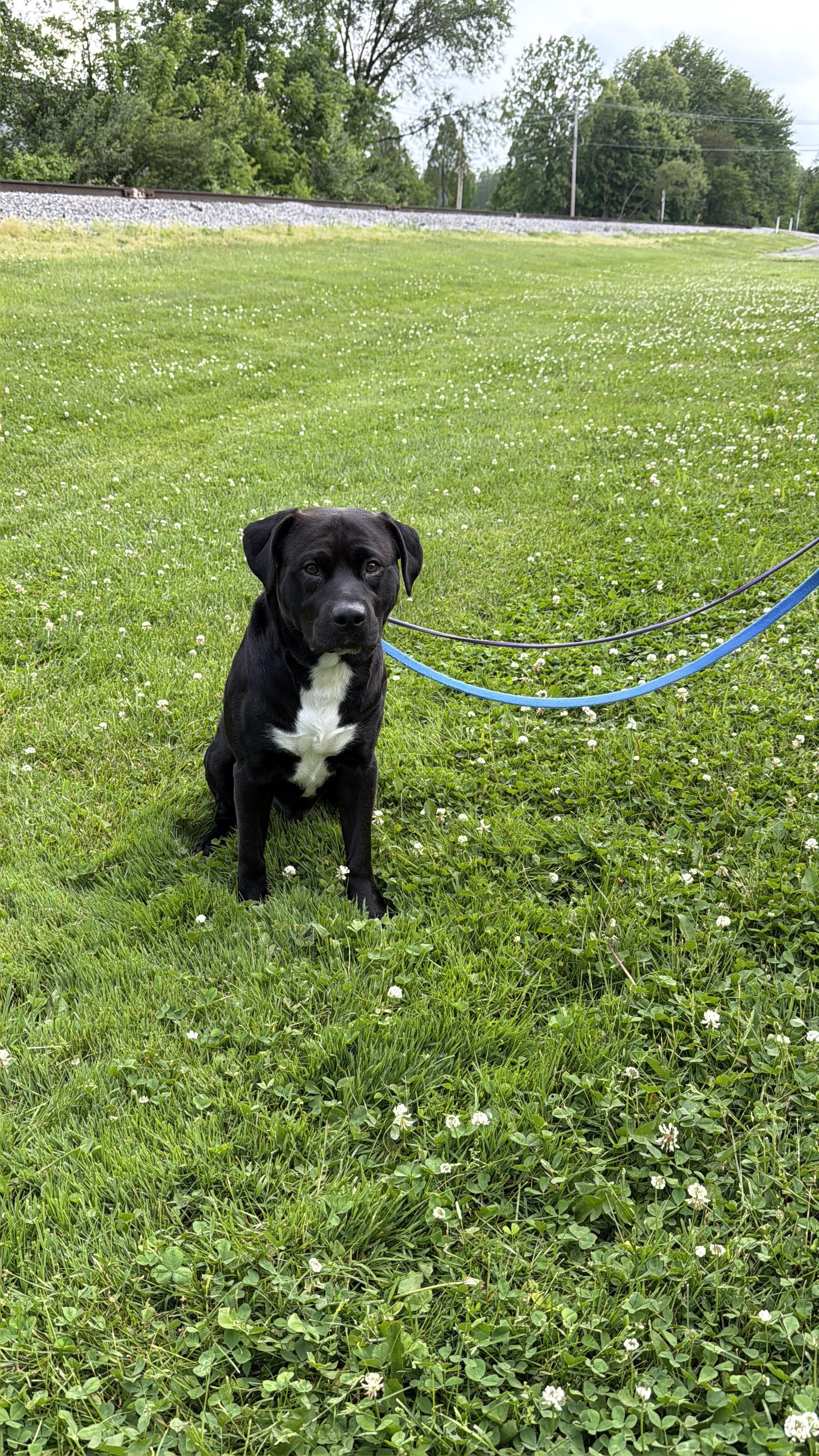 Piglet, a ADOPTABLE mixed breed in Batesville, IN image 2/5