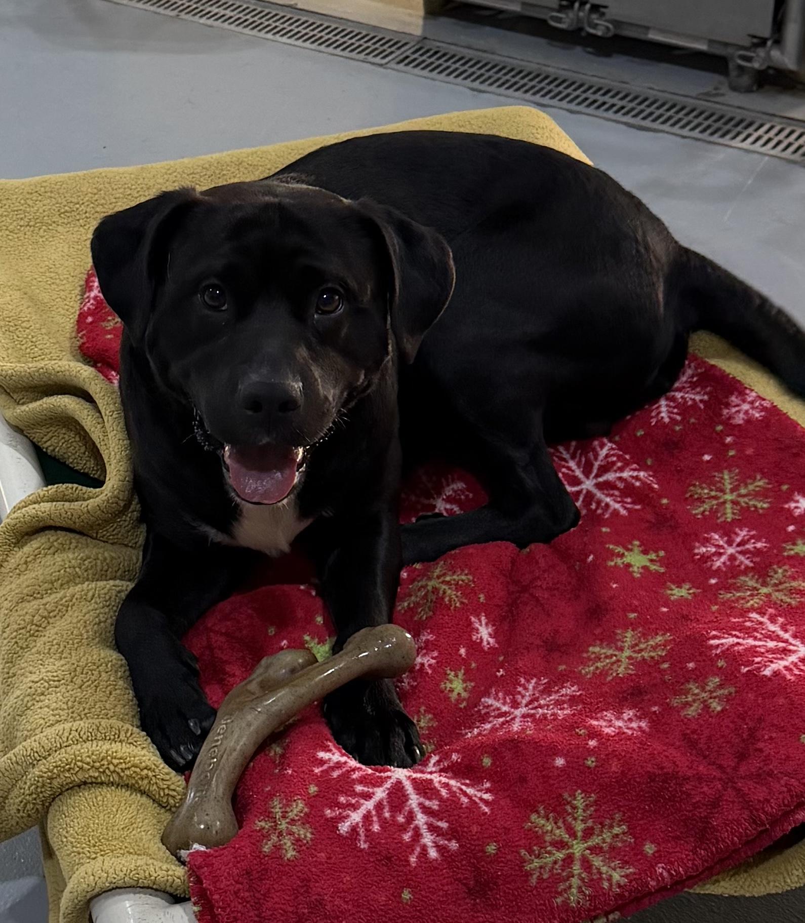 Piglet, a ADOPTABLE mixed breed in Batesville, IN image 4/5