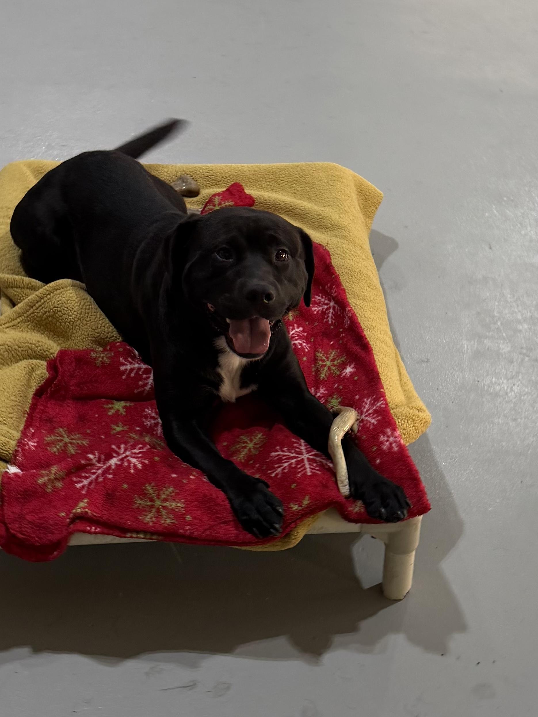 Piglet, ADOPTABLE, Adult Male Black Labrador Retriever.
