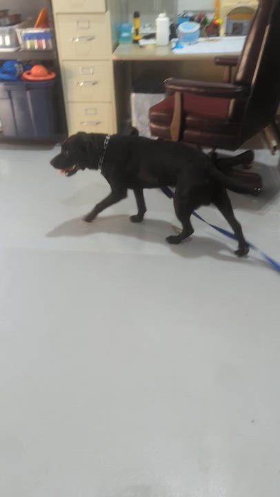 Enlarge Piglet, a ADOPTABLE mixed breed in Batesville, IN video 5/5