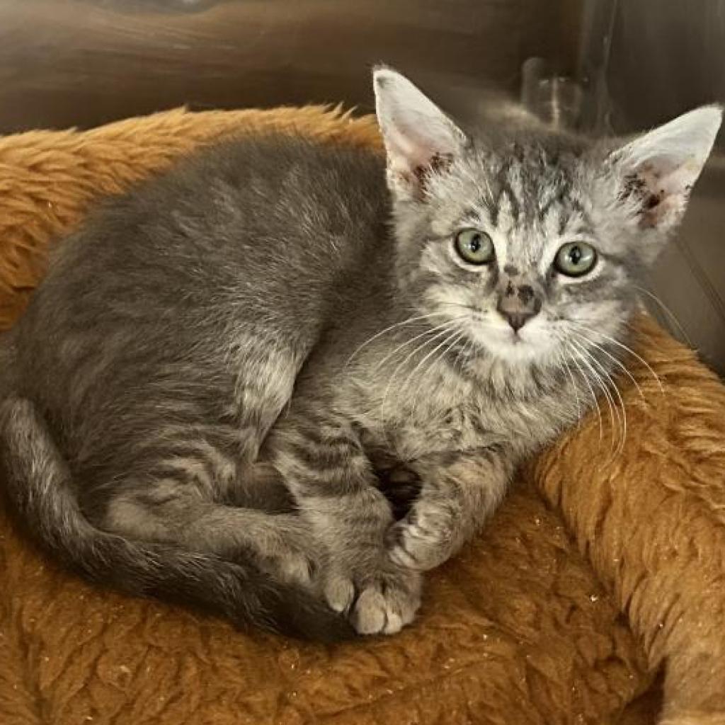 Sir Prise, Adoptable, Adult Male Domestic Short Hair.