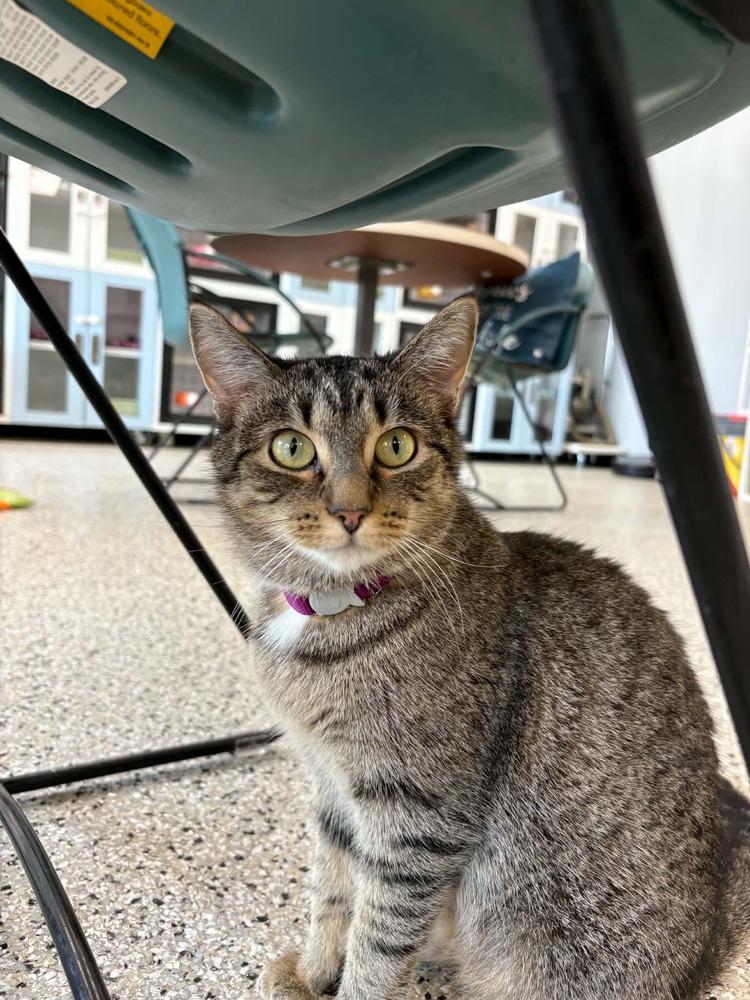Foxtrot, Adoptable, Adult Female Tabby & Calico.