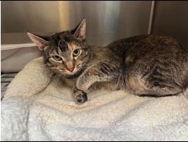 Foxtrot, a Adoptable mixed breed in Plymouth, MN image 3/4