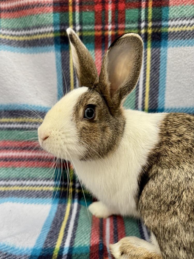 Rowan, Adoptable, Adult Male Dutch.