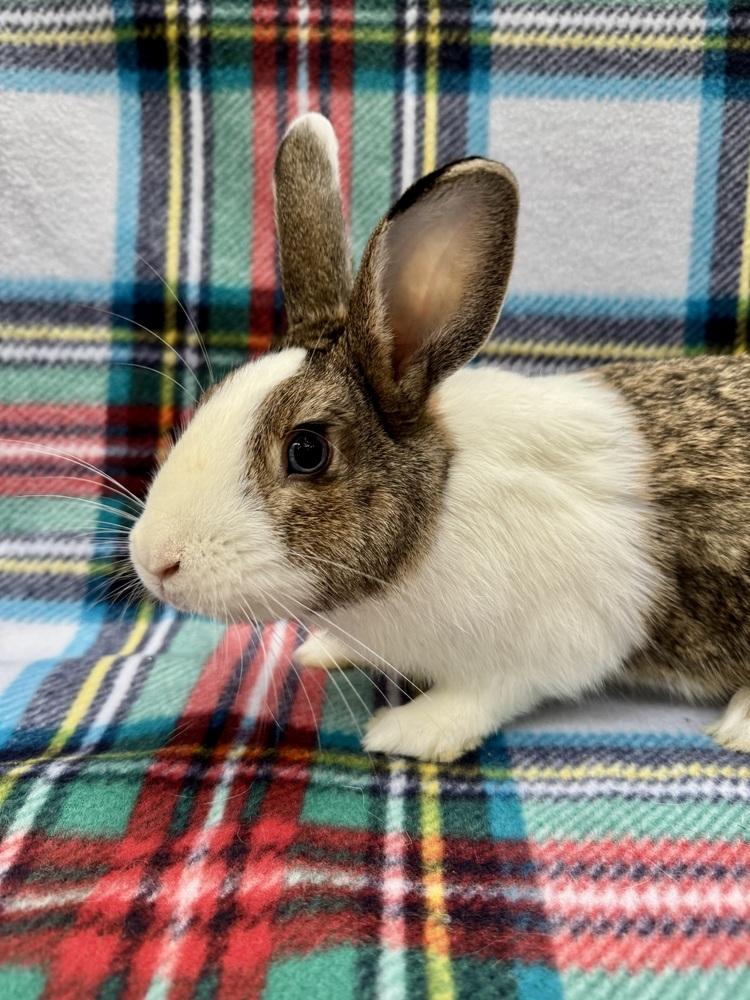 Enlarge Rowan, a Adoptable mixed breed in Gainesville, FL image 2/4