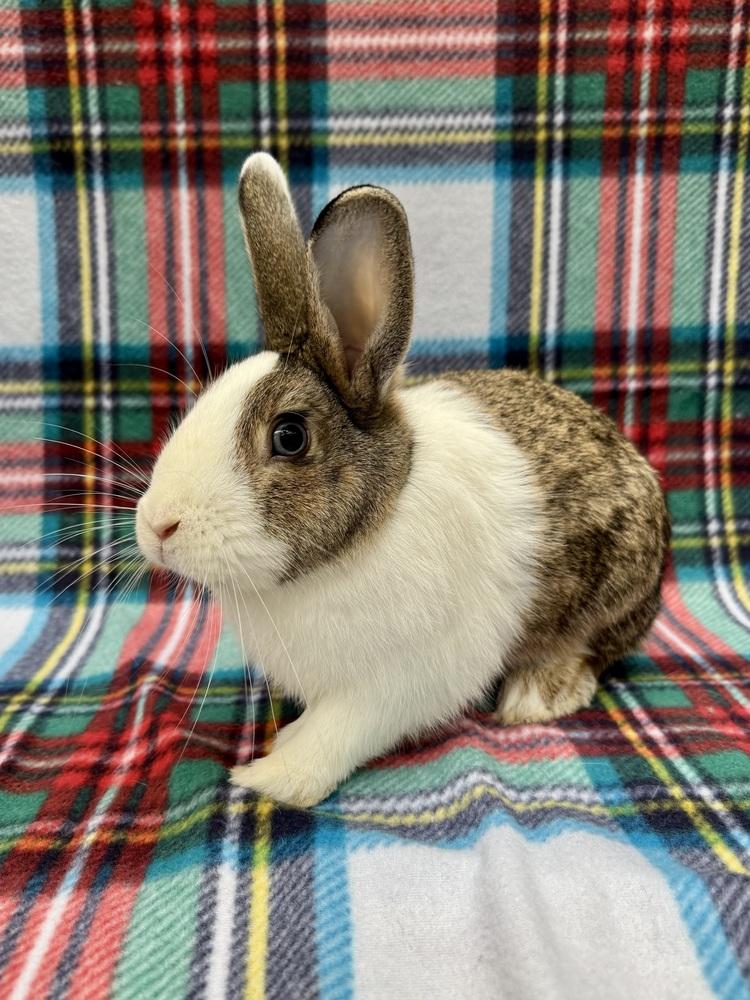 Enlarge Rowan, a Adoptable mixed breed in Gainesville, FL image 3/4