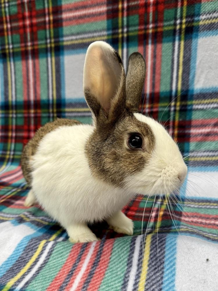 Enlarge Rowan, a Adoptable mixed breed in Gainesville, FL image 4/4