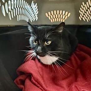 Frank the Tank, Adoptable, Adult Male Domestic Short Hair & Domestic Short Hair.