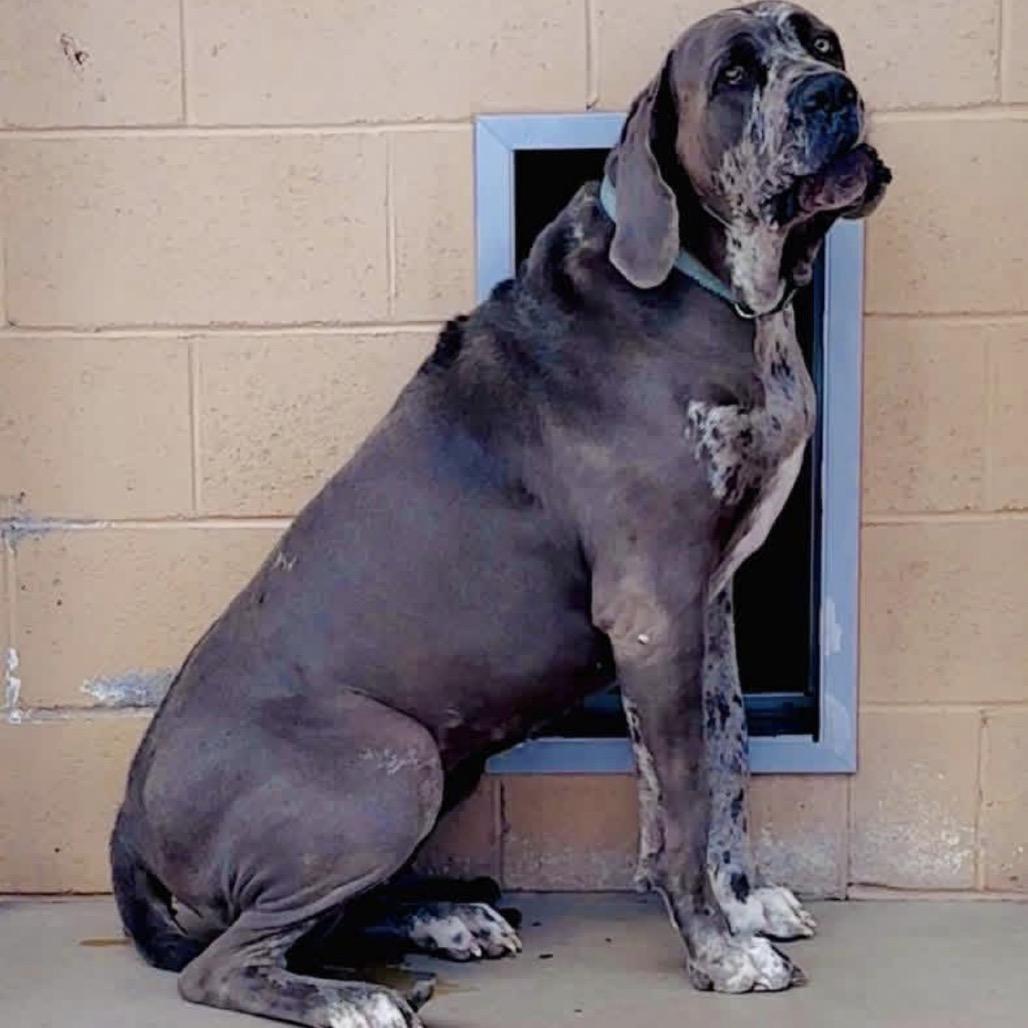 Enlarge Cookie, a Adoptable mixed breed in Lander, WY image 1/1