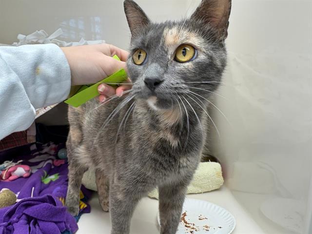 SCARLET, Adoptable, Adult Female Domestic Short Hair.