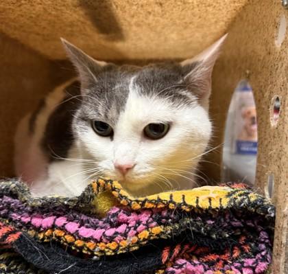 Enlarge Mia, a ADOPTABLE Domestic Short Hair in Missoula, MT image 1/1