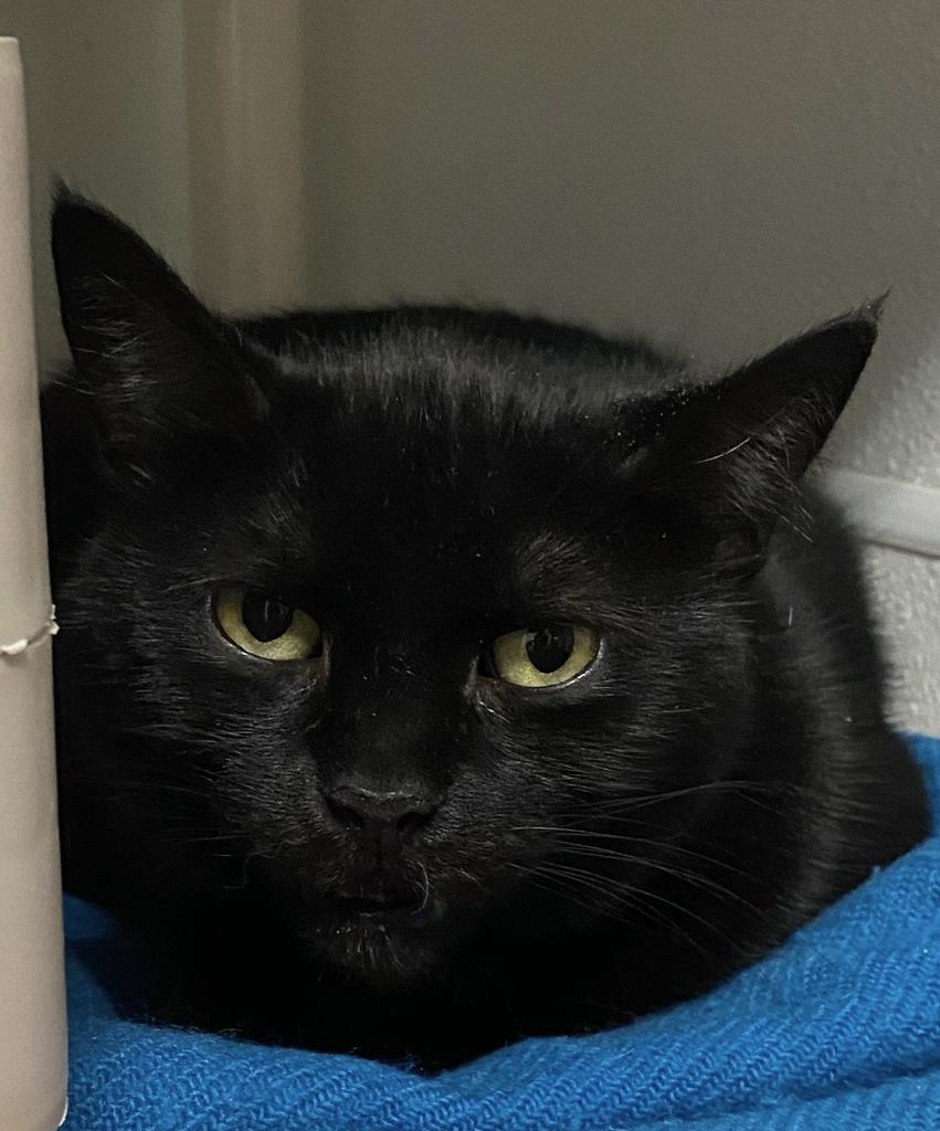 Fiona, Adoptable, Adult Female Domestic Short Hair.