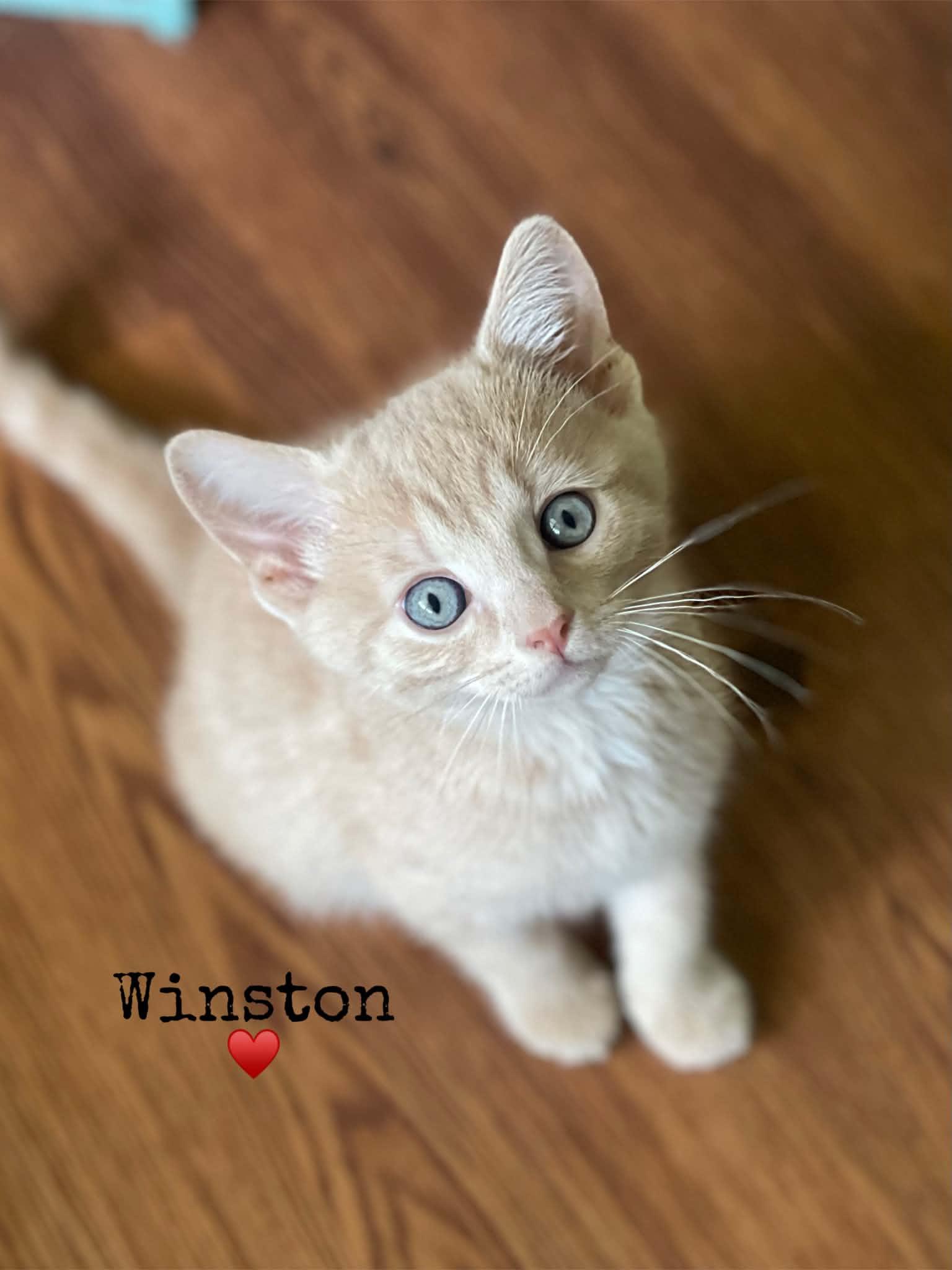 Enlarge Winston, a Adoptable Domestic Short Hair in Dansville, NY image 1/1