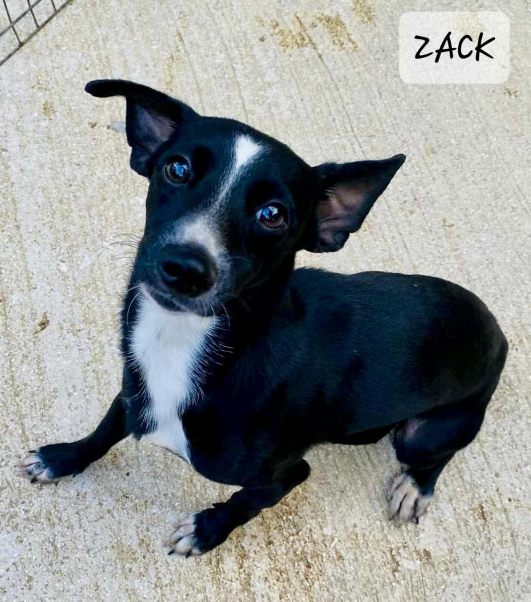 ZACK photo 2
