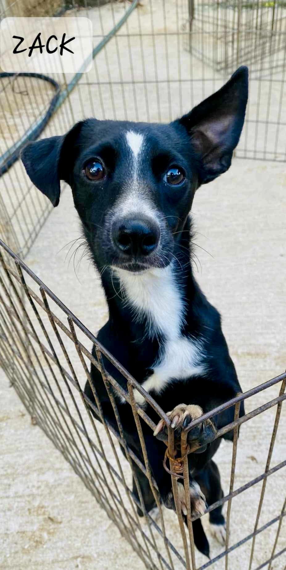 ZACK, Young Male Chihuahua